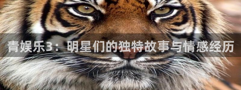 星空娱乐网站：青娱乐3：明星们的独特故事与情感经历